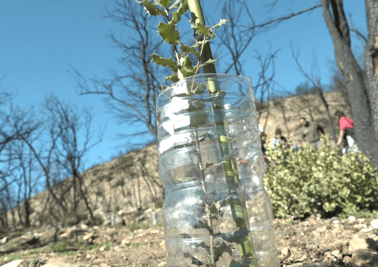 Alumnes de l’Escola Els Planells d’Artesa de Segre planten 170 alzines a la zona cremada per l’incendi de Baldomar