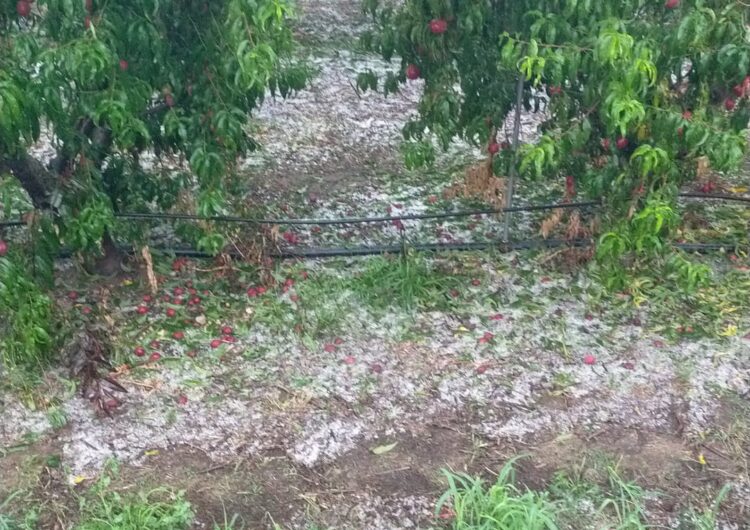 Asaja preveu pèrdues de fruita dolça i de llavor a Torrelameu per una pedregada