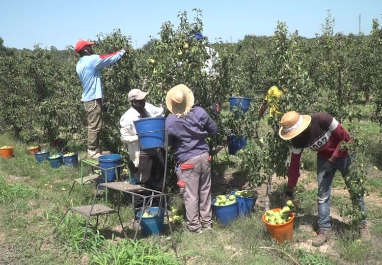 Servei d’acompanyament a temporers i productors agraris a la Noguera