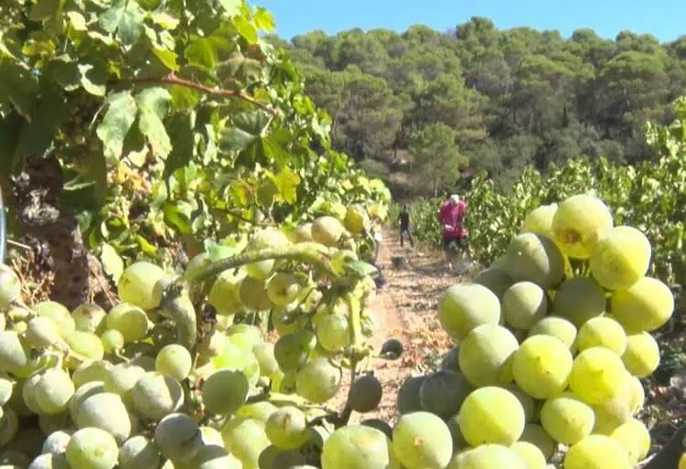 El Celler del Montsec emprèn una nova verema marcada per la sequera