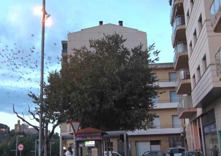 Balaguer comença a actuar contra la plaga d’estornells