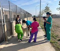 La Paeria i la UdL realitzen el xipatge i revisió dels gossos del refugi