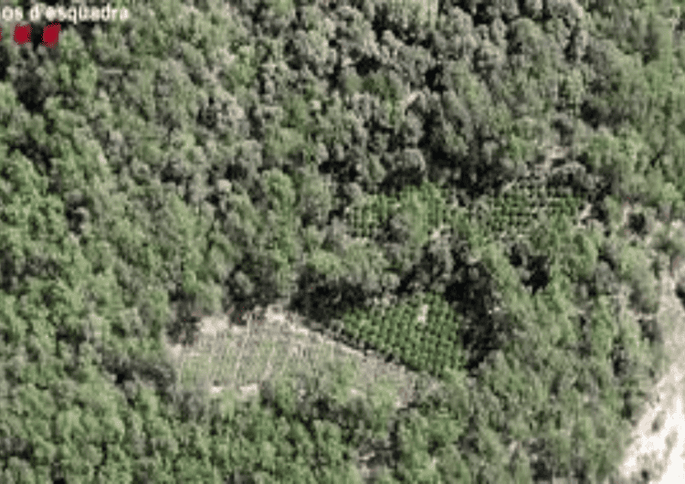 Desmantellen dos grups criminals dedicats a cultivar marihuana en punts remots del Pirineu català per valor de 49 MEUR