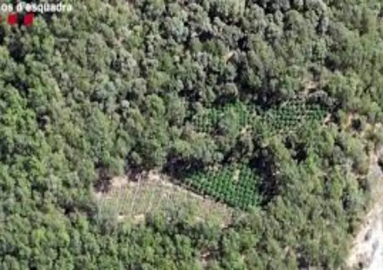 Desmantellen dos grups criminals dedicats a cultivar marihuana en punts remots del Pirineu català per valor de 49 MEUR