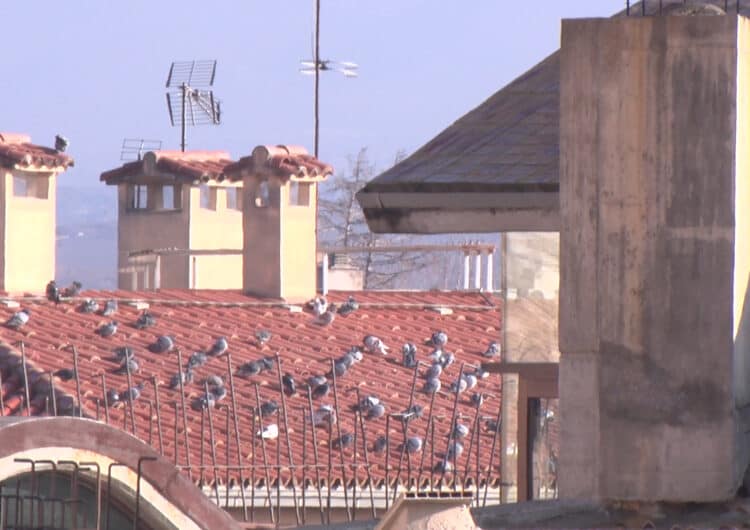 Els veïns de Balaguer localitzen 39 nius de coloms a la ciutat