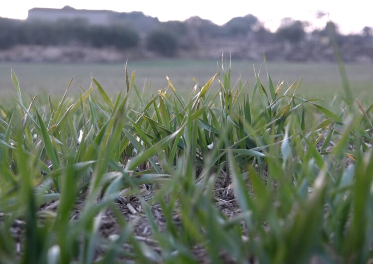 Assegurances agràries, el remei contra la incertesa