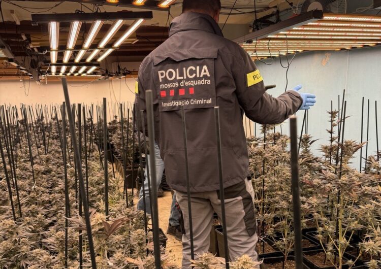 Els Mossos detenen quatre persones per cultiu de marihuana a les comarques de la Noguera, Urgell i Segrià