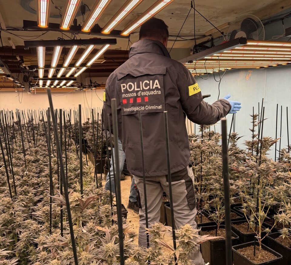 Els Mossos detenen quatre persones per cultiu de marihuana a les comarques de la Noguera, Urgell i Segrià