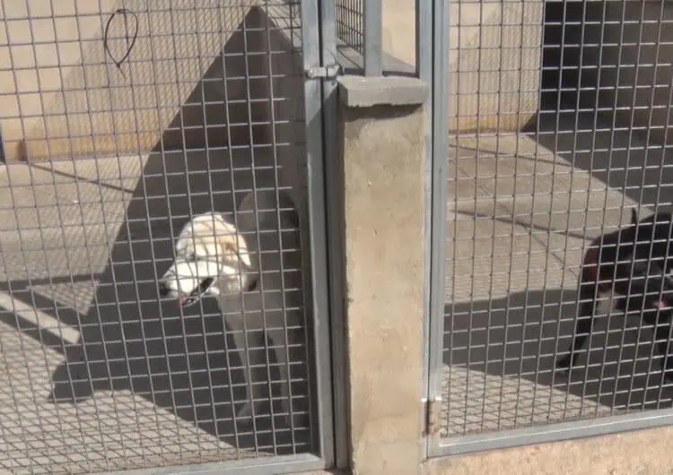 El refugi d’animals de Balaguer arriba al límit de capacitat i se suspenen les noves recollides
