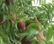 Les pedregades marquen la collita de la fruita de llavors i de pinyol