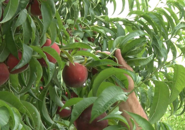 Les pedregades marquen la collita de la fruita de llavors i de pinyol