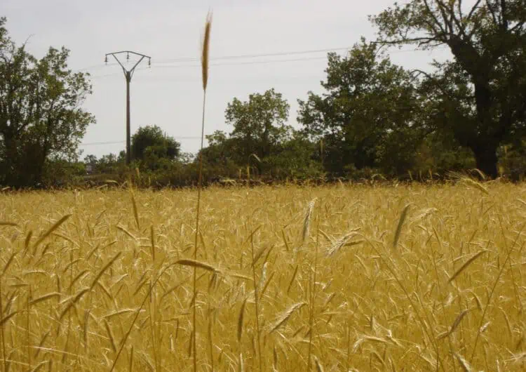 El Consell comarcal de la Noguera impulsa els tallers “Del Blat a la Taula”