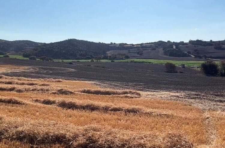 La collita després del foc