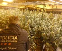 Els Mossos d’Esquadra detenen un home i desmantellen una plantació de marihuana a Preixens