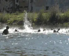 El Triatló Jove torna amb força en la seva cinquena edició a Balaguer