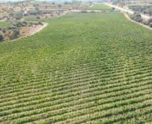 Costers del Sió inicia la verema amb bones previsions