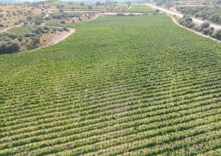 Costers del Sió inicia la verema amb bones previsions