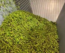 La campanya de producció d’oli s’avança als molins de la Noguera