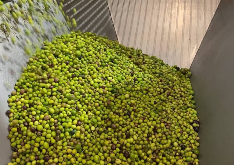 La campanya de producció d’oli s’avança als molins de la Noguera