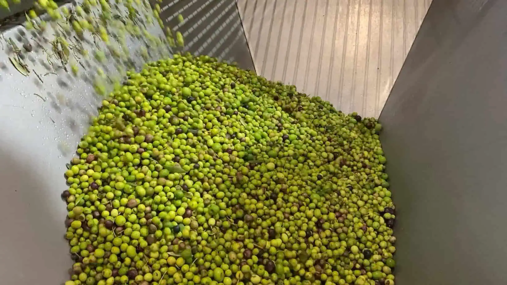 La campanya de producció d’oli s’avança als molins de la Noguera