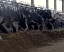 La transformació del sector lleter català