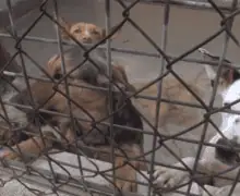 Artesa de Segre aprova un conveni per als gossos abandonats