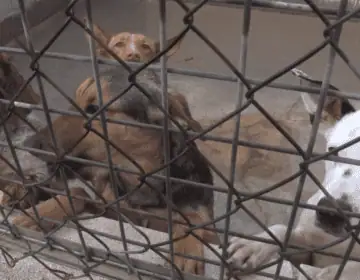 Artesa de Segre aprova un conveni per als gossos abandonats