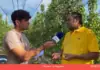 Connecta Lleida Pirineus: Les plantacions de perers produiran enguany un 50% de la seva capacitat