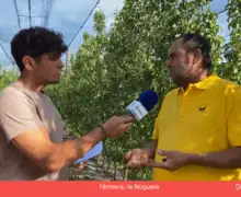Connecta Lleida Pirineus: Les plantacions de perers produiran enguany un 50% de la seva capacitat