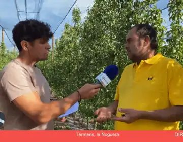 Connecta Lleida Pirineus: Les plantacions de perers produiran enguany un 50% de la seva capacitat