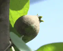 Cau la collita de la pera per la manca de quallat arreu del territori