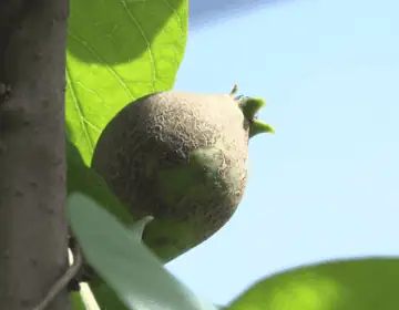 Cau la collita de la pera per la manca de quallat arreu del territori