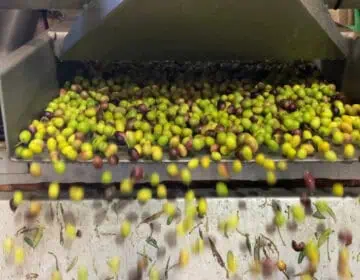 Les pluges d’aquest octubre salven la campanya d’oli a la Noguera